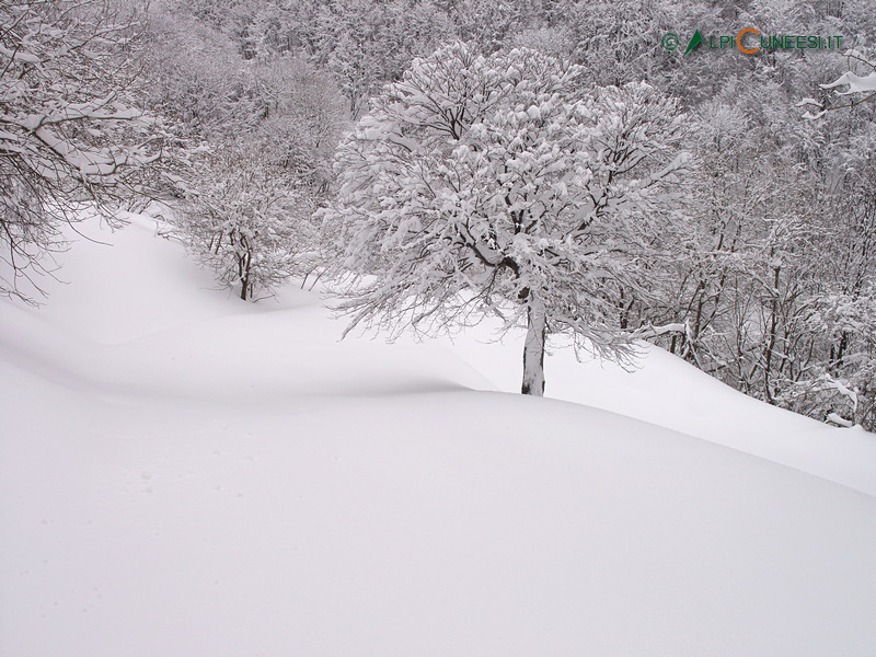 Valle Casotto: bosco innevato alle pendici del Monte Berlino (2009)