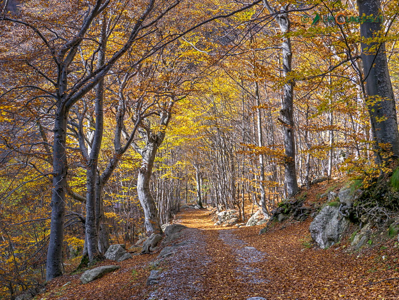 Valle Gesso: faggeta in autunno a San Giacomo di Entracque (2013)