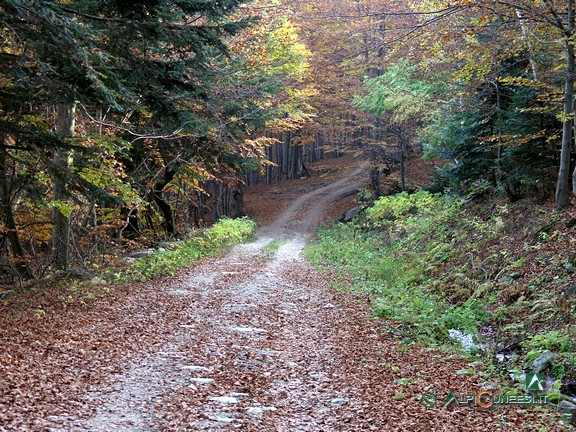 1 - I colori dell'autunno nella faggeta (2005)