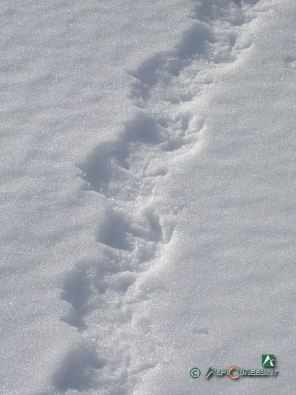 3 - Le tracce lasciate sulla neve dal gallo forcello (<i>Tetrao tetrix</i>) [Ph. A. Guerra] (2005)