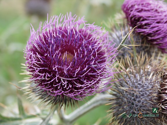 7 - Cardo (<i>Cirsium sp.</i>), pianta tipica dei terreni calcarei ricchi di azoto (2006)