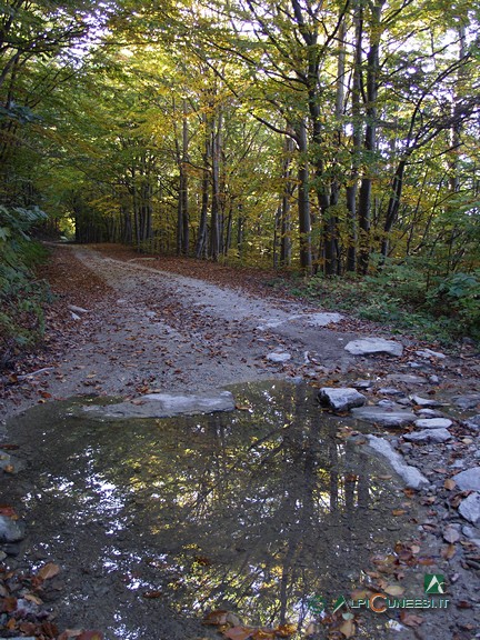 4 - Riflessi sulla strada sterrata che si addentra nella faggeta (2008)