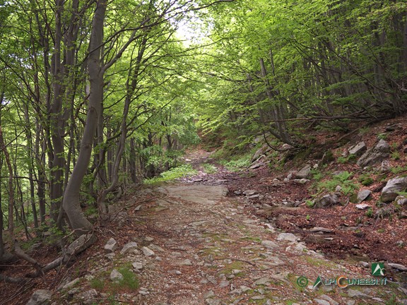 14 - La rotabile agro-pastorale che scende all'Alpe di Perabruna (2024)