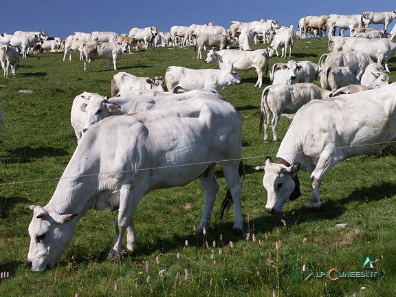 5 - Mucche al pascolo alla Baisse de Peïrefique (2009)