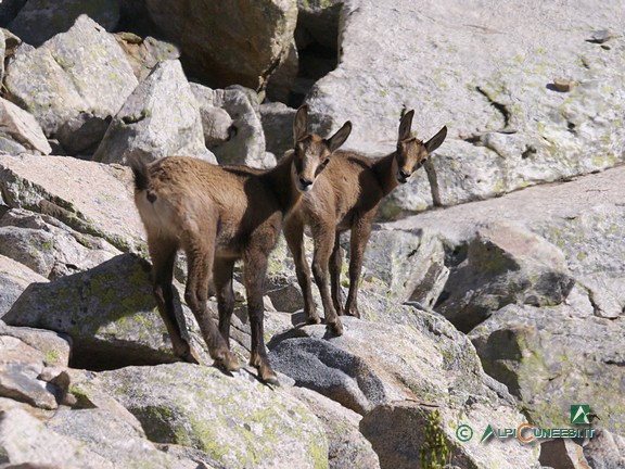 8 - Piccoli di Camoscio (<i>rupicapra rupicapra</i>) (2012)