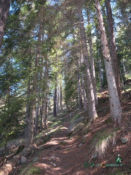 3 - Nel bosco di conifere verso il Colletto della Lausa (2024)