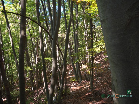 10 - In discesa verso Tetti Virutra sottana, sempre nel bosco di faggio (2024)