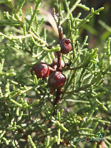 10 - Ginepro fenicio (<i>Juniperus phoenicea</i>) (2024)