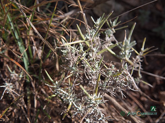 13 - Lavanda (<i>Lavandula angustifolia/latifolia</i>) (2024)