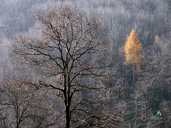 6 - Un larice in veste autunnale resiste tra i boschi ormai spogli (2007)