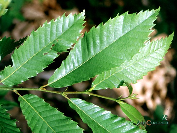 1 - Foglie di castagno (<i>Castanea sativa</i>) (2004)