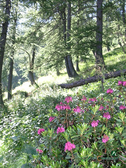 2 - Rododendri in fiore all'interno del lariceto (2011)