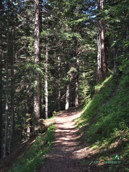 5 - Il sentiero nel bosco di conifere (2024)