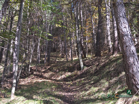 5 - Il sentiero nel bosco nei pressi di Ciancamentes (2024)