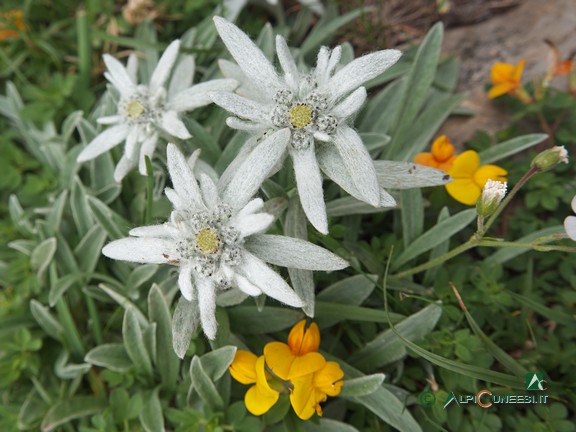 6 - Ciuffo di stelle alpine (<i>Leontopodium alpinum</i>) (2024)