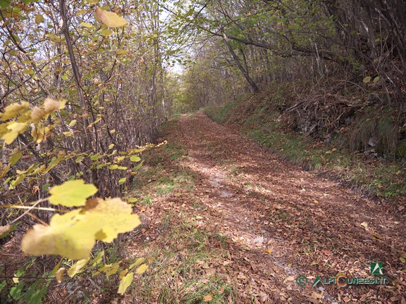 3 - La sterrata che attraversa il bosco misto di latifoglie (2024)