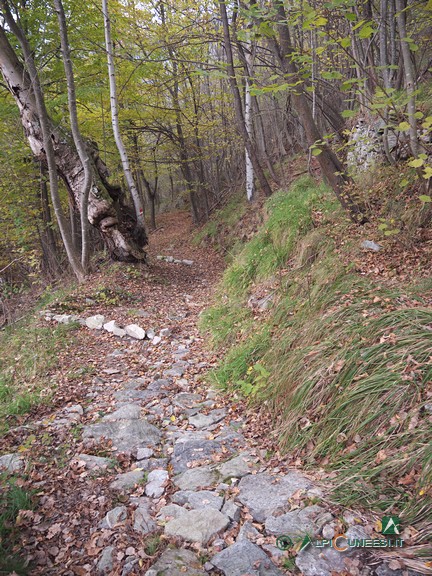 13 - Un tratto di discesa nel bosco al rientro verso Barchi (2024)