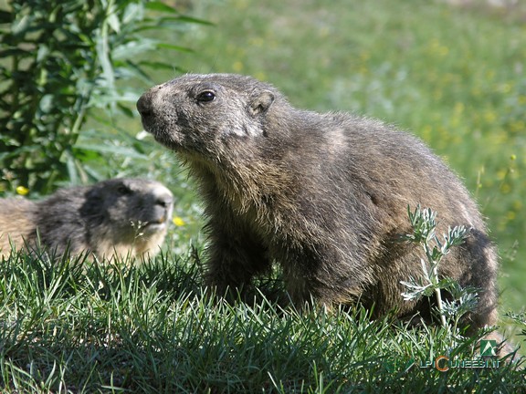 3 - Marmotte (<i>marmota marmota</i>) ai Prati della Chiesa (2009)